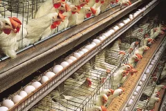 hens-egg-production-White-Leghorn-layer-house