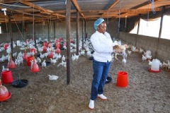 botswana-poultry