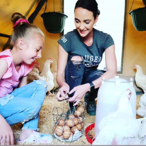 checking-eggs-and-chicken-in-the-chicken-coop