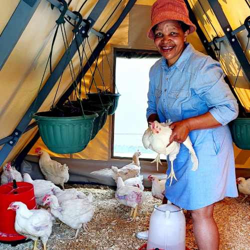 holding-chicken-in-hydro-coop