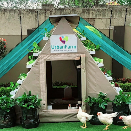 hydro-coop-with-live-chickens